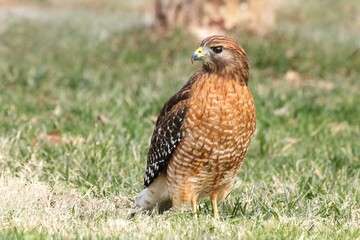 Red-shouldered hawk on grassy field