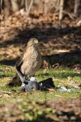 Hawk with Prey in Forest