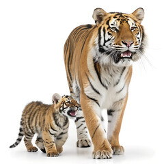 Tiger with Baby. 