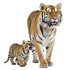 Obraz premium Tiger with Baby. 