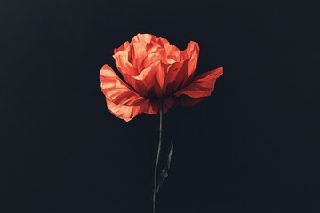 Single Red Poppy Flower Against Dark Background