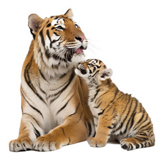 Obraz premium Tiger with Baby. 