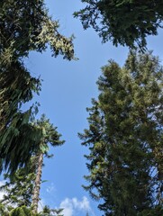 pine trees and sky