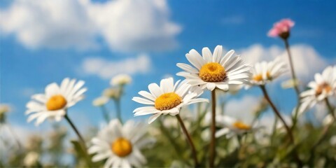 daisies of the sky
