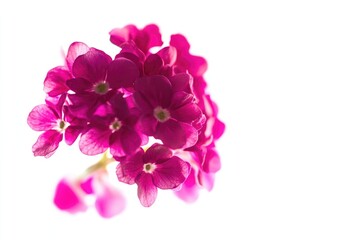 A single pink flower photographed against a white background