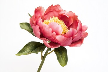 A single pink flower in a vase surrounded by lush green leaves