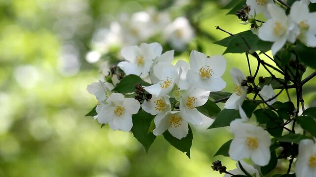 Flores blancas naturaleza