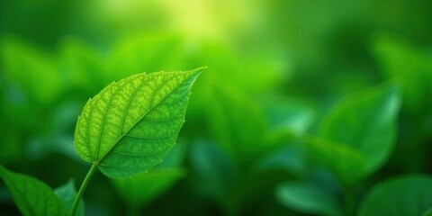 A Vibrant Green Leaf Emerges from a Lush Natural Setting, Illuminated by Soft Sunlight