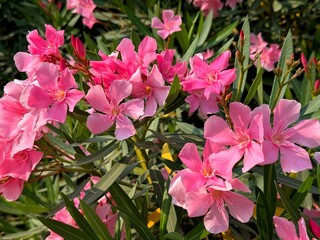 Nerium Oleander pink flowers blossom