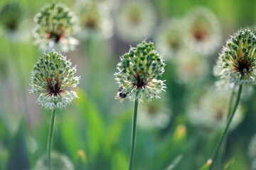 Blooming plant Allium