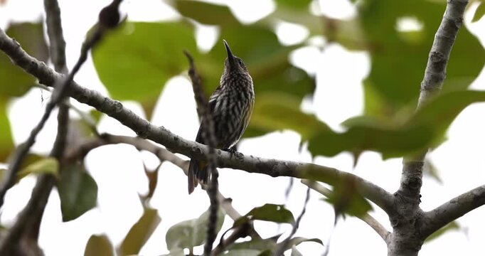 Whitehead's Spiderhunter bird endemic of borneo bird.