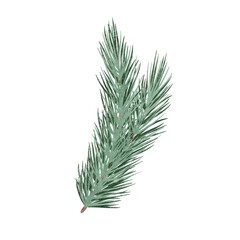 Pine spruce green branch, unique digital hand drawn illustration isolated on white background.