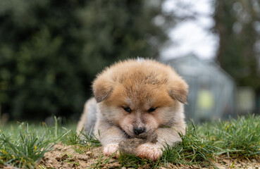 chiot de race akita, couché au sol, regardant le photographe, l'akita est un chien japonais à...