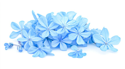 Close-up of a small blue flower bouquet of White Plumbago or Cape Leadwort, isolated on a white background, showcasing delicate petals and vibrant hues.