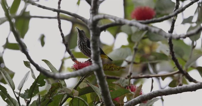 Whitehead's Spiderhunter bird endemic of borneo bird.