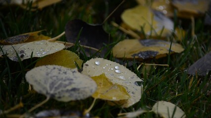 Rain drops on fallen leaves