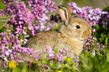 Fototapeta premium beautiful gray rabbit among spring lilac flowers
