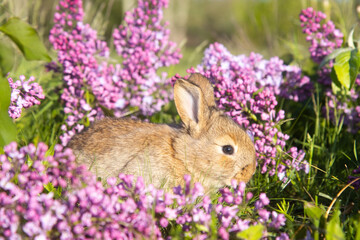 Fototapeta premium beautiful rabbit among spring lilac flowers
