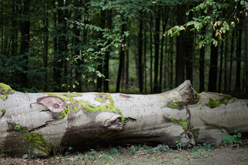 Fototapeta premium Huge fallen beech tree log in the forest.