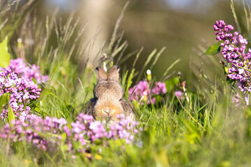 rabbit looking over green grass