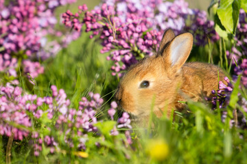 red little rabbit in lilac flowers