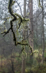 the mystic woods around Bergen, Norway
