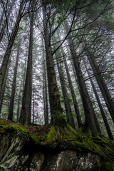 the mystic woods around Bergen, Norway