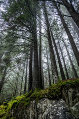 the mystic woods around Bergen, Norway