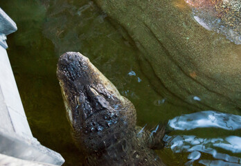 Fototapeta premium Head of nile crocodile in the oceanarium pool.Top view.
