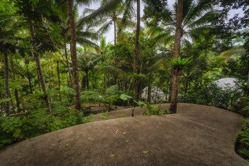 A winding path through a lush, vibrant forest showcases the stunning beauty of nature and offers a...