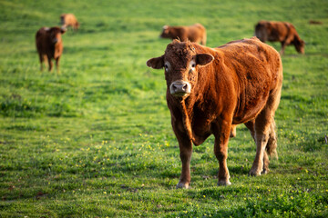 Toro en el campo rodeado de vacas