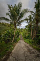Obraz premium A peaceful road lined with palm trees and lush greenery winds through a stunning tropical setting, inviting exploration and adventure for all travelers, East Java, Indonesia