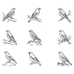 Birds hand drawn vector art