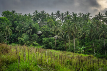 A serene landscape with domes nested in vibrant greenery and swaying palm trees under an overcast sky, ideal for nature projects, evokes peace and harmony with nature, East Java, Indonesia