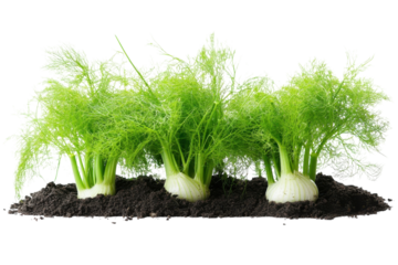Fresh fennel plants growing in dark soil in a garden setting during daylight hours