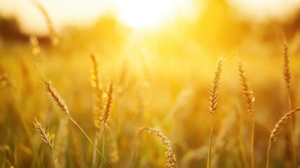 Obraz premium Golden wheat field at sunset