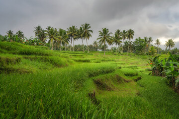 Obraz premium The stunning view showcases vibrant green rice fields, beautifully surrounded by towering palm trees, all set against a moody, cloudy sky that adds a dramatic touch, East Java, Indonesia