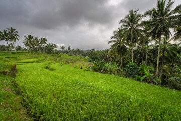 Vibrant rice terraces, beautifully surrounded by lush palm trees under a moody, dramatic sky, capturing the true essence of tranquil and serene rural landscapes, East Java, Indonesia