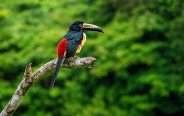 Collared Aracari Perched on a Tree Branch in Costa Rica