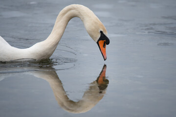 swan on an ice lake
