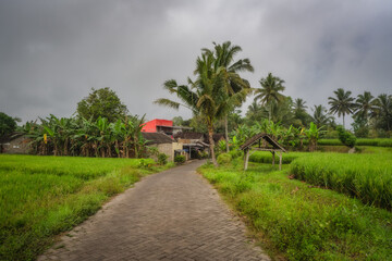 Fototapeta premium A tranquil path winds through vibrant rice fields and swaying palm trees, leading to a charming house under overcast skies, blending nature and harmony, East Java, Indonesia