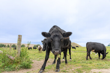 Black cow in foreground in rural England scene
