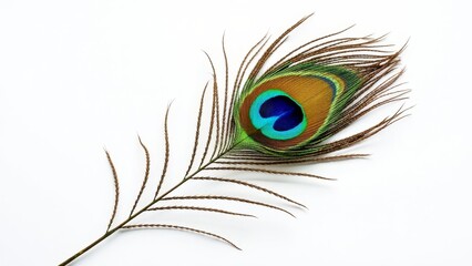 Obraz premium Single vivid peacock feather isolated on white background, highlighting its brilliant colors and delicate structure