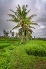 Obraz premium A solitary palm tree stands tall in lush green rice fields under a cloudy sky, capturing the essence of rural life and serene agricultural landscapes, East Java, Indonesia