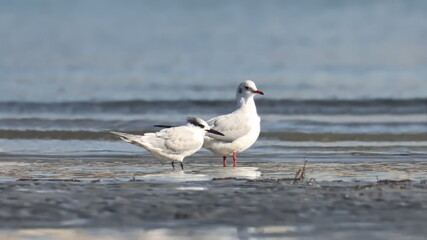 Sandwich Tern, Thalasseus sandvicensis, and common Black-headed Gull on beach, birds of Montenegro