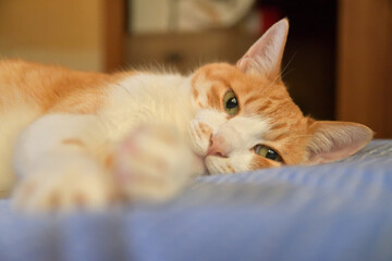 布団に寝ながらカメラ目線の猫