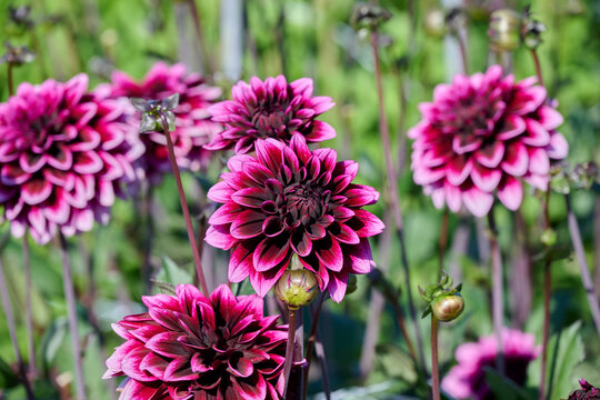 light and dark purple dahlia Davina Michelle surrounded by flowers and flower buds