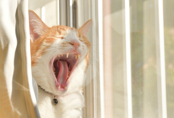 窓辺であくびをする猫