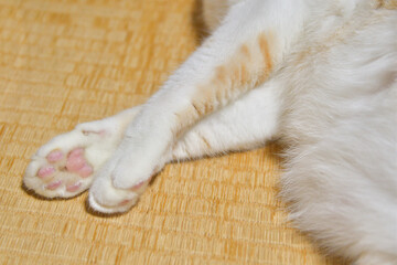 畳と猫の前足と肉球