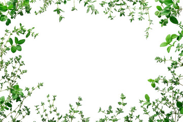 Fresh herbs create a vibrant border for crafting, cooking, or decorating in a kitchen setting